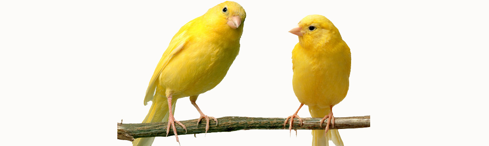 The Canaries: An examination in argumentation