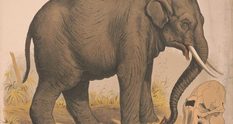 To Shoot an Elephant: Using Literature to understand Perspectives and behaviour